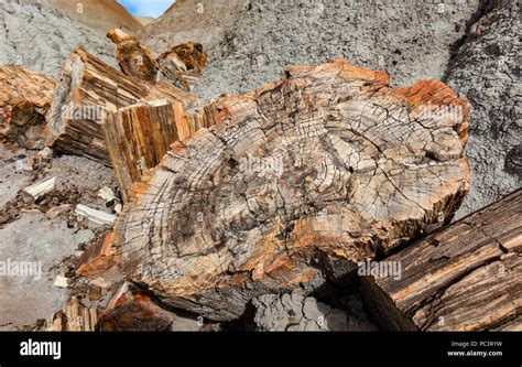 Petrified Forest National Park Fotos Und Bildmaterial In Hoher