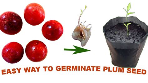 How To Grow A Plum Tree From Seed Easy Way Of Germinating Plum Seed Youtube