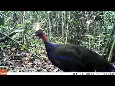 Pavo Del Congo Afropavo Congensis Wild Youtube