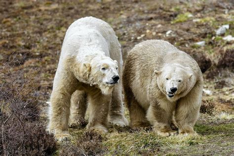 VIDEO: Polar bears “have really warmed to each other” at Highland ...