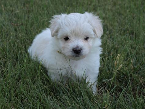 Havanese Puppies And Dogs Pictures Gallery - Pictures Of Animals 2016