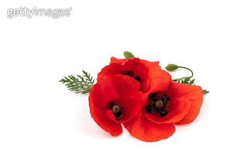 Red field poppies Papaver rhoeas isolated on white background 이미지