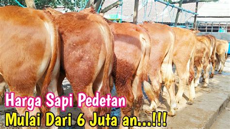 Review Harga Sapi Pedet Mulai Dari Juta Sampai Yang Super Di