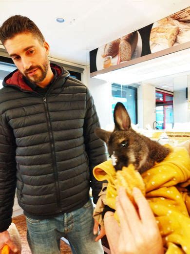 Jack Le Wallaby Est Devenu La Mascotte Des Boulangeries Locales