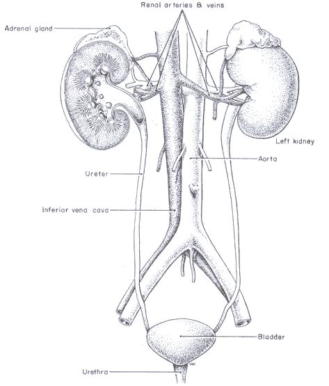 Urinary System Diagram With Labels