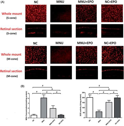 A Both The M Opsin And S Opsin Staining Were Detected Throughout The