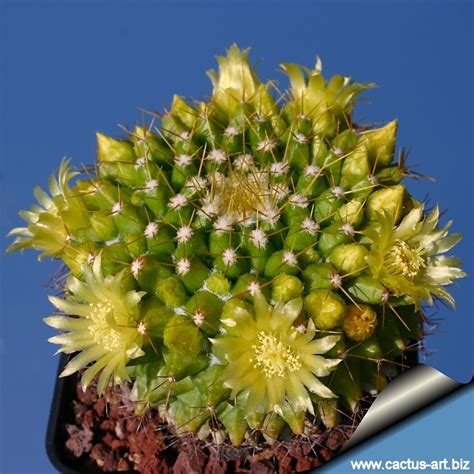 Mammillaria Marksiana Cactus Flowers Cacti And Succulents Planting