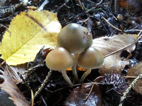 Psilocybin Mushroom Identification