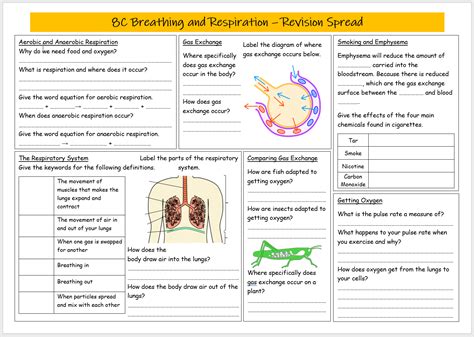 Breathing And Respiration Revision Spread Teaching Resources