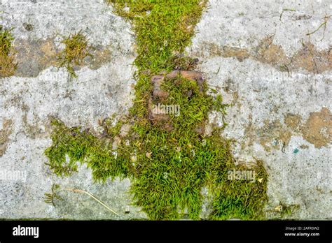 Old Concrete Wall With Moss Texture Of Weathered Concrete Wall Covered