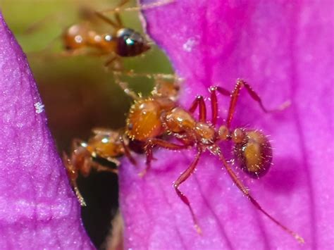 Taxon Solenopsis Geminata Tropical Fire Ant Gee Nature