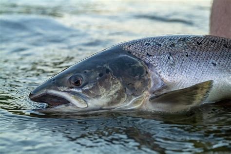 Our Salmon Hooks Ahrex Hooks