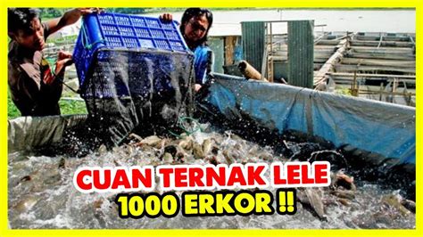 UNTUNG BESAR INI DIA KEUNTUNGAN TERNAK LELE 1000 EKOR YouTube