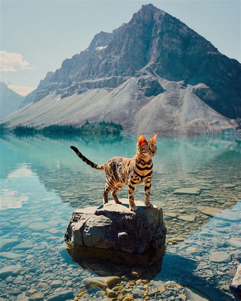 Fond Décran Chat Paysage Montagnes Eau Des Roches Des Arbres