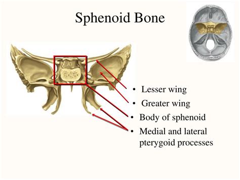 Ppt Chapter 8 The Skeletal System Powerpoint Presentation Free