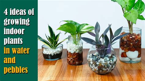 4 Ideas Of Growing Indoor Plants In Water And Pebbles🪴 Indoor Plants