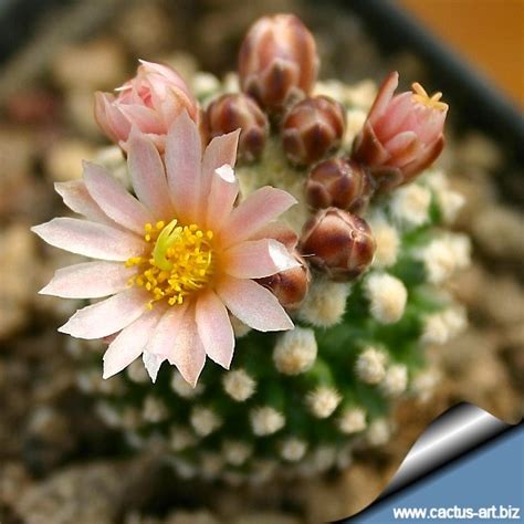 Pediocactus Knowltonii