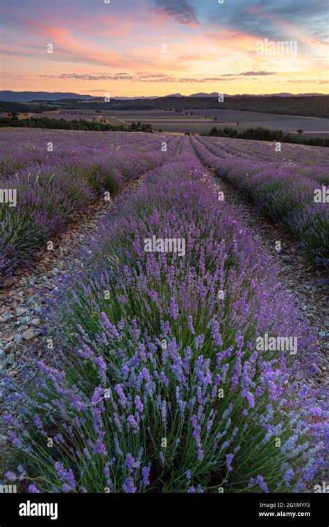 France, Vaucluse, Sault, lavender fields Stock Photo - Alamy