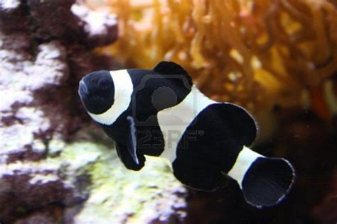 Black And White Clownfish