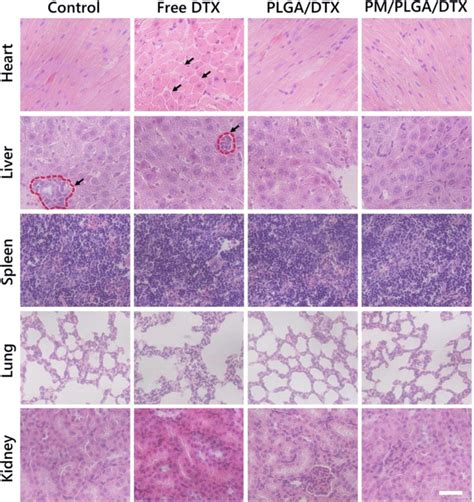 Histopathological Analyses Of Internal Organs Ie The Heart Liver