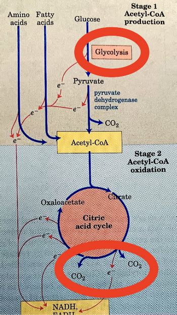 Answered Amino Fatty Acids Acids Glucose Pyruvate Oxaloacetate Acetyl Coa Glycolysis Co₂ Nadh