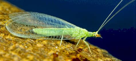 Backyard Birding....and Nature: Green Lacewing Larvae or "Trash Bug ...