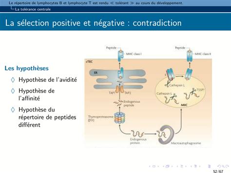 UTLN Pod B67 Immunologie 2 Chapitre 1 Tolérisati