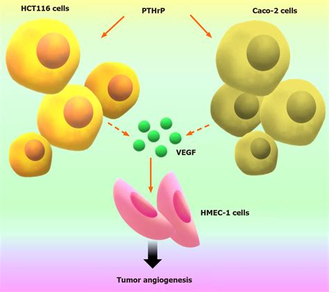 Involvement Of Parathyroid Hormone Related Peptide In The Aggressive