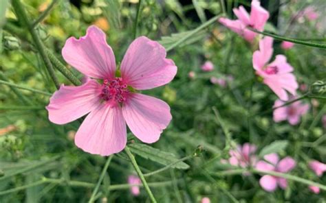 Althaea cannabina Hanfblättriger Eibisch