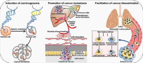 Figure 2 From Intratumor Microbiota In Cancer Pathogenesis And Immunity