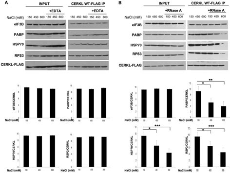 Hek 293t Cells Were Transfected With Cerkl Wt And After 48 H A