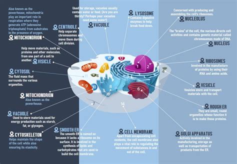 Eukaryotic Cell | Eukaryotic cell, Body cells, Science projects