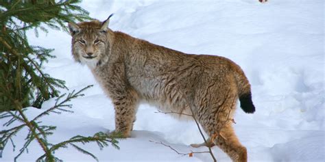 10 Interesting Animals In Siberia