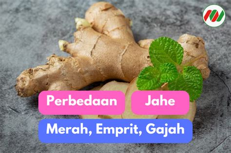 Menjelajah Jahe Ketahui Perbedaan Jahe Merah Jahe Emprit Dan Jahe Gajah