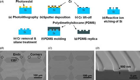 A Fabrication Of Patterned Pdms Substrate A Define Patterns In