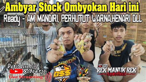 STOK TERBARU BURUNG OMBYOKAN READY AM MANDIRI PERKUTUT WARNA KENARI