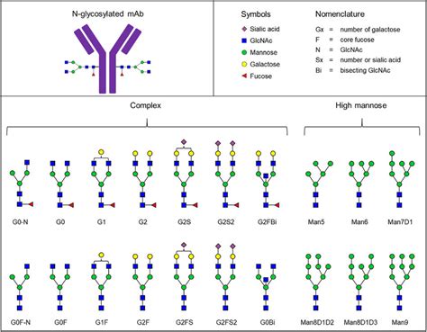 Some Common N Glycan Structures And Their Nomenclature Download