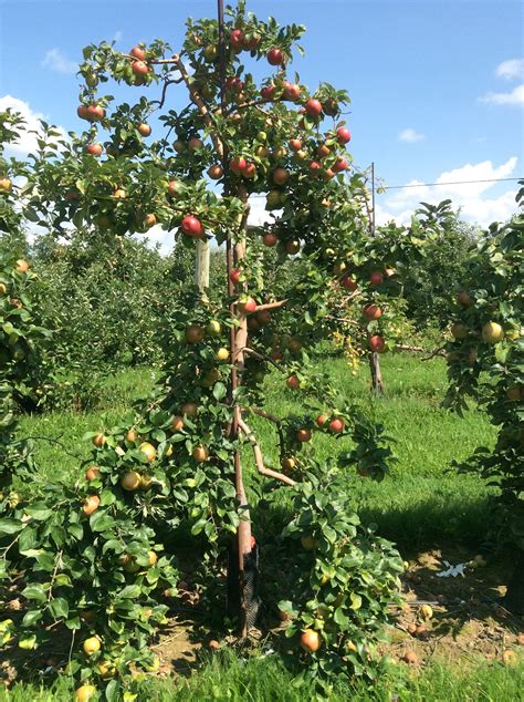 Cornell Orchards Store - General Fruit Growing - Growing Fruit