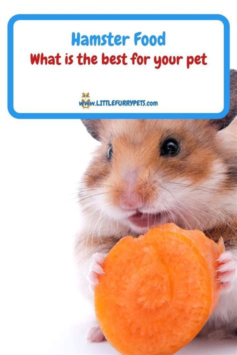 The Best Hamster Food 7 Meals Your Pet Will Love Hamster Food