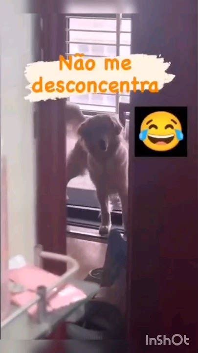 Focado No Treino E Na Fofoca 🤣🤣🤣🤣 Meme Dog Perro Cachorro