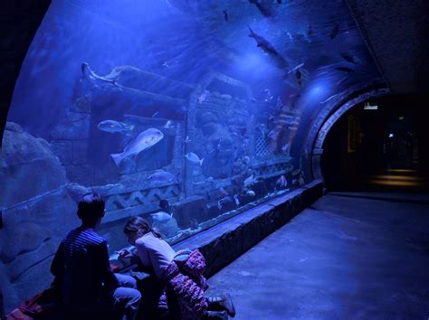 Conoce El Downtown Aquarium En Houston Jet News