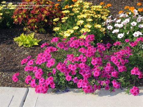 Plantfiles Pictures Annual Phlox Hybrid Phlox Intensia Neon Pink