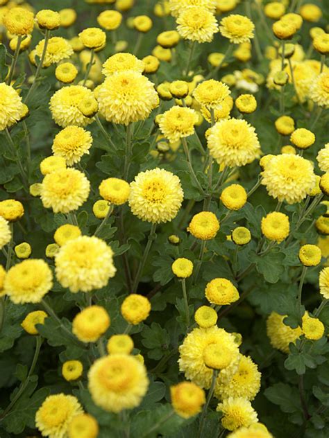 Chrysanthemum Childs Play Bluestone Perennials