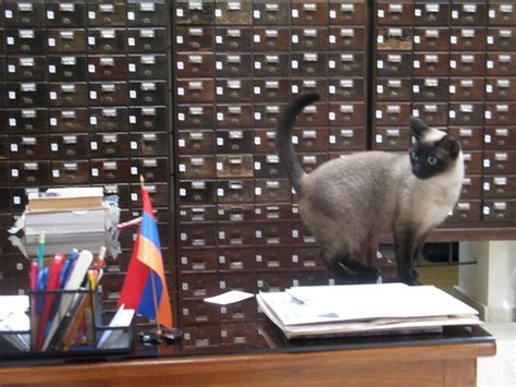 Library Cats Are Domesticated Cats That Live In Public Libraries