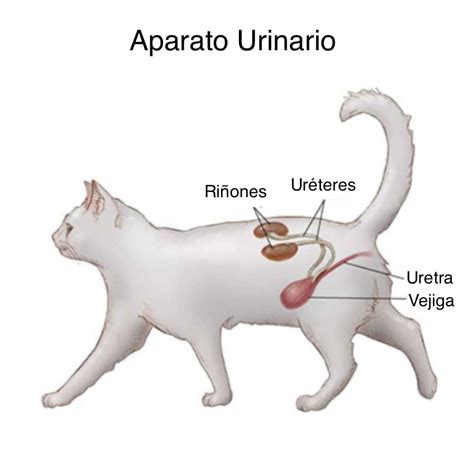 Sistema Urinario Dos Animais Fdplearn