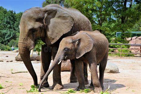 African elephants stock photo. Image of mother, feed - 31968084