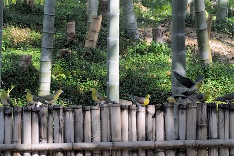 山田池公園 春の野鳥アミジャカンさん αcafe αの写真投稿サイト ｜ ソニー