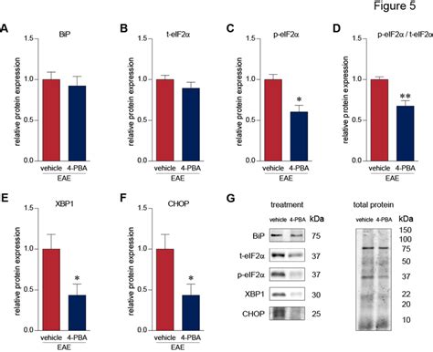 4 Pba Treatment Reduces The Expression Of Upr Associated Proteins In Download Scientific