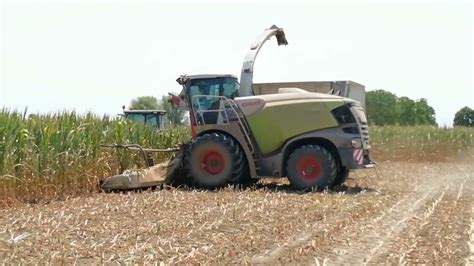 Trinciatura Mais Corn Silage Con Claas Jaguar John