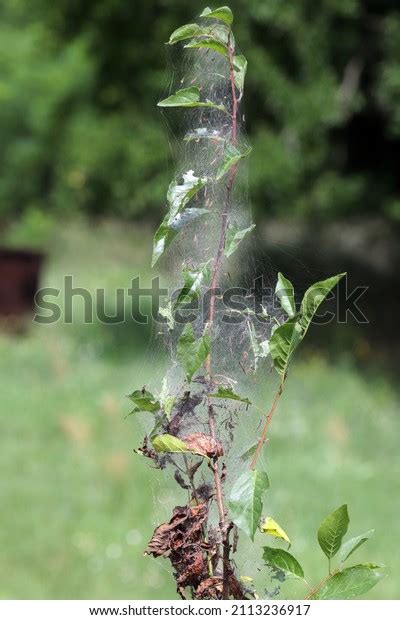 Group Larvae Birdcherry Ermine Yponomeuta Evonymella Stock Photo